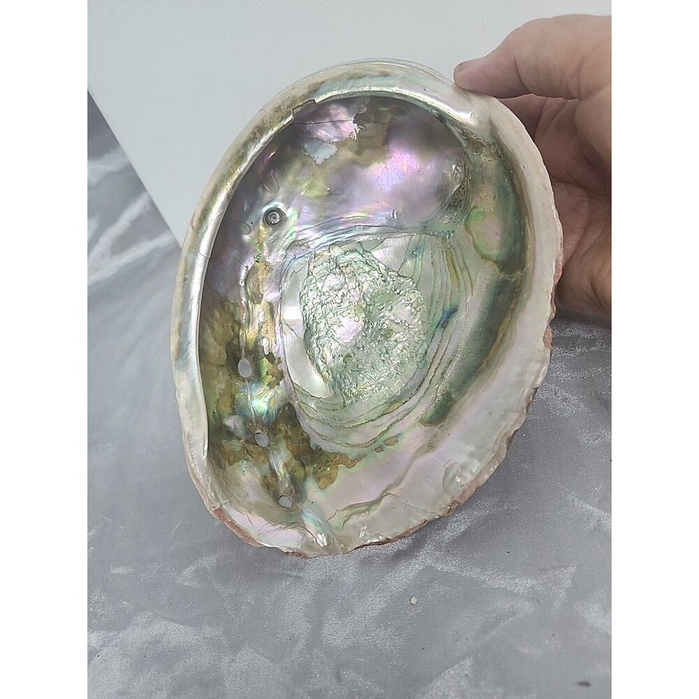 Large 7.5 x 6" Red Abalone Haliotis Rufescens Shell,  medium/large - Picture 5 of 8